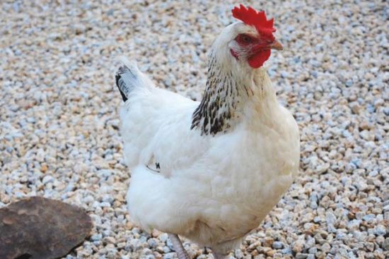 About Sussex Chickens: Inquisitive and Hardy Birds