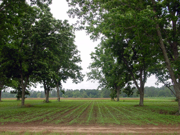 Agroforestry garden with tall trees and a crop growing in between
