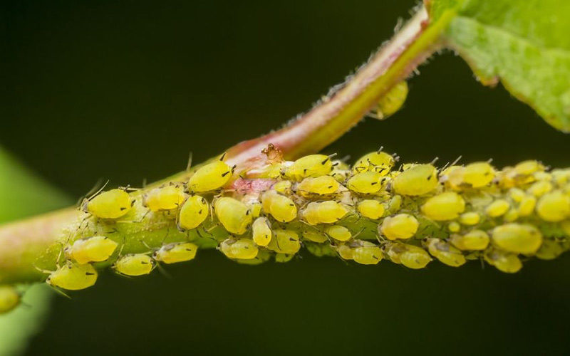 Aphids 2