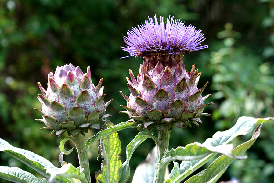 Growing Artichokes The Complete Guide to Plant, Care, and Harvest