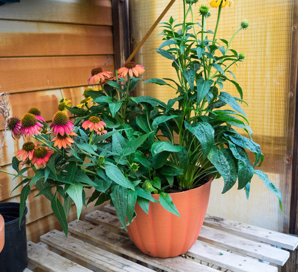 Growing echinacea in a container