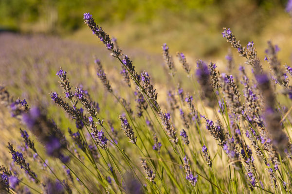 French lavender growing in a field