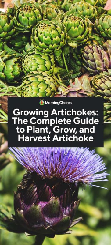 Growing Artichokes The Complete Guide to Plant Grow and Harvest Artichoke