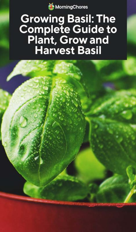 Growing Basil The Complete Guide to Plant Grow and Harvest Basil PIN