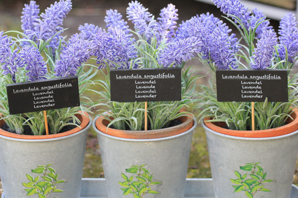 English lavender in pots
