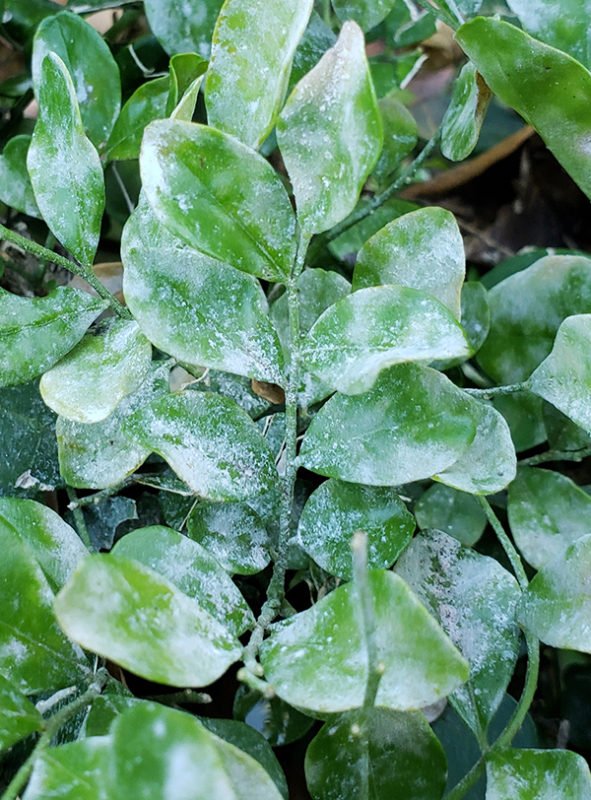 Powdery mildew on plant leaves