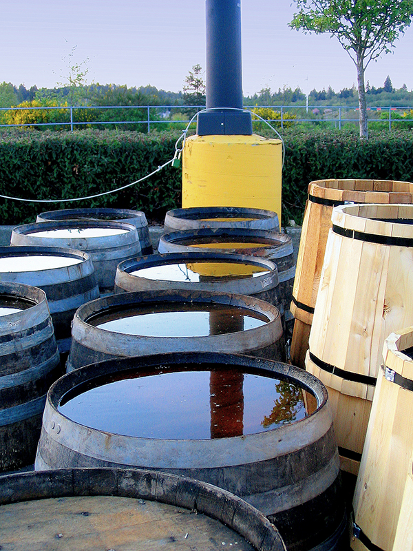 Rain water catchment barrels as part of a permaculture system