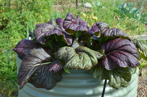 Red giant mustard growing in a container