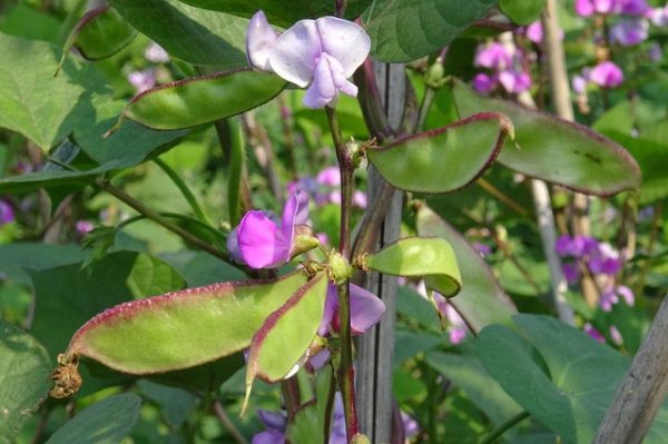 Green beans in flower