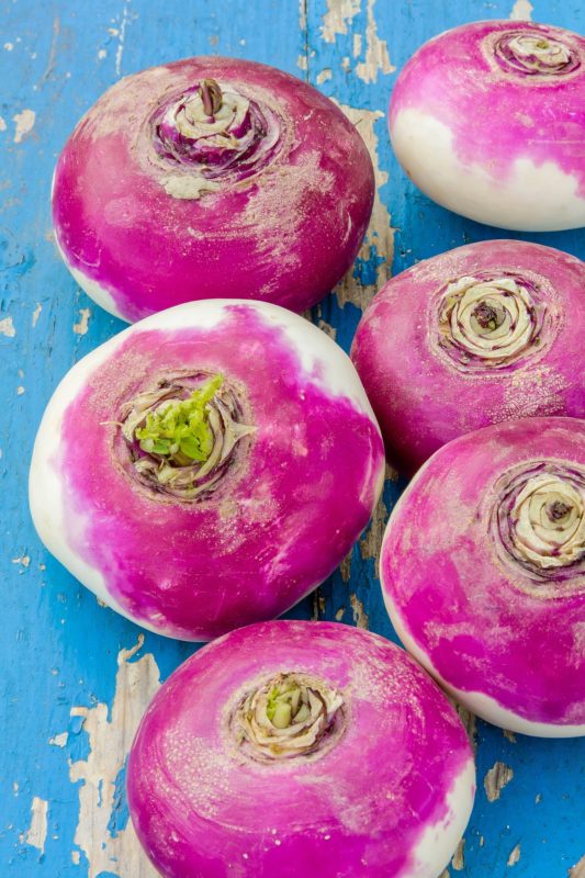 Harvested purple top turnips