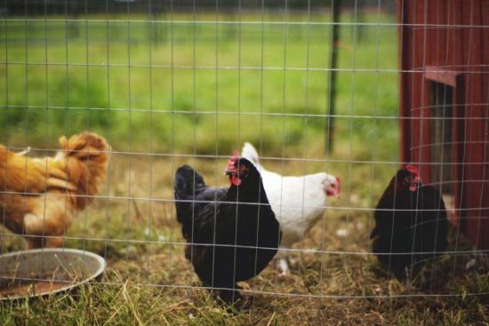 20 Money-Saving Chicken Care Hacks for Every Chicken Owner