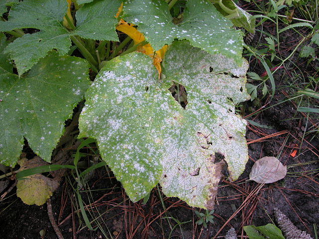 Powderly mildew on plant leaves