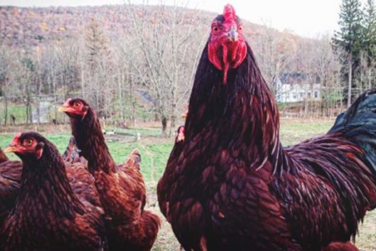 About Buckeye Chickens: Practical Egg and Meat Producers