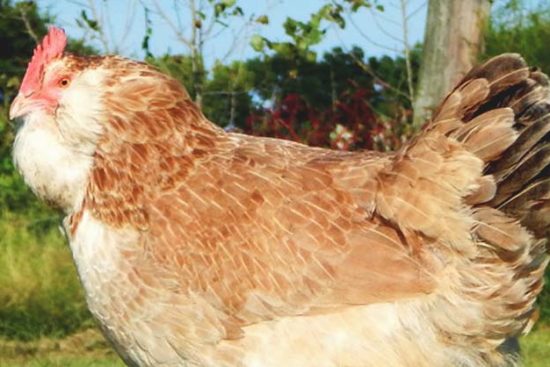 About Faverolles Chickens: The Unique French Bird that Belongs in Every Backyard