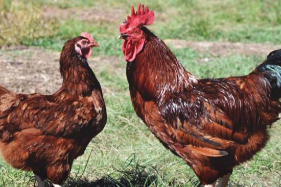 About Rhode Island Red Chickens: One of the Most Popular Breeds