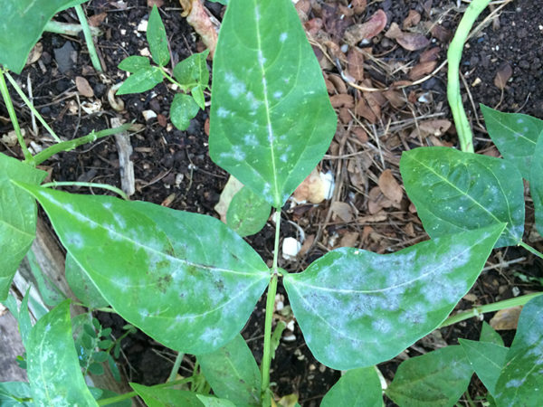 Downy mildew on growing beans