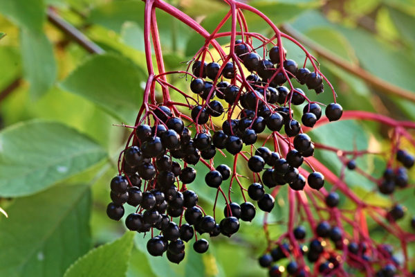 Growing elderberry fruits