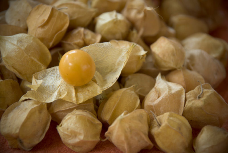 Ground cherries off the plant