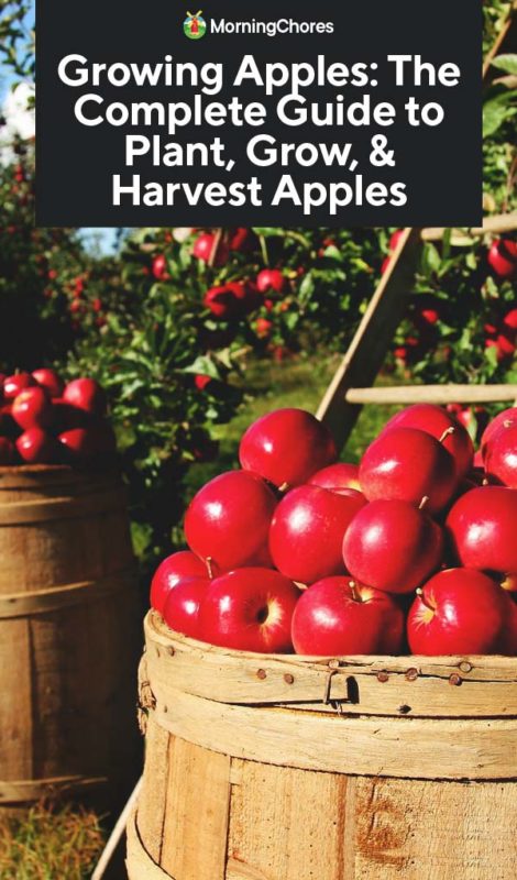 Growing Apples The Complete Guide to Plant Grow Harvest Apples PIN