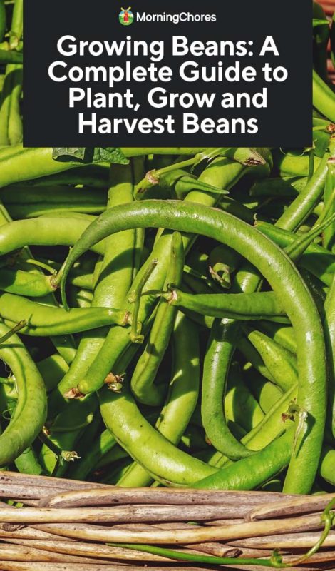 Growing Beans A Complete Guide to Plant Grow and Harvest Beans PIN