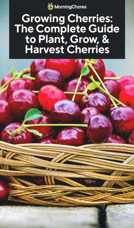 Growing Cherries The Complete Guide to Plant Grow Harvest Cherries PIN