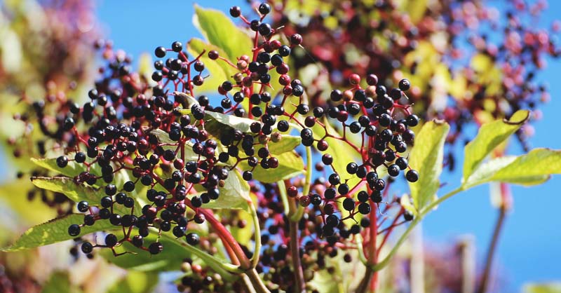 How To Grow Elderberry Harvest To Table