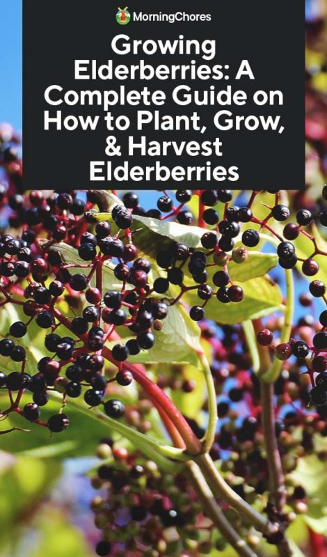 Growing Elderberries A Complete Guide on How to Plant Grow Harvest Elderberries PIN