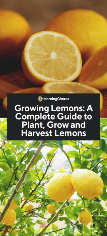 Growing Lemons A Complete Guide to Plant Grow and Harvest Lemons PIN
