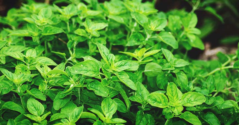 The Ultimate Guide To Marjoram: How To Plant, Grow, And Care For Marjoram - The ...