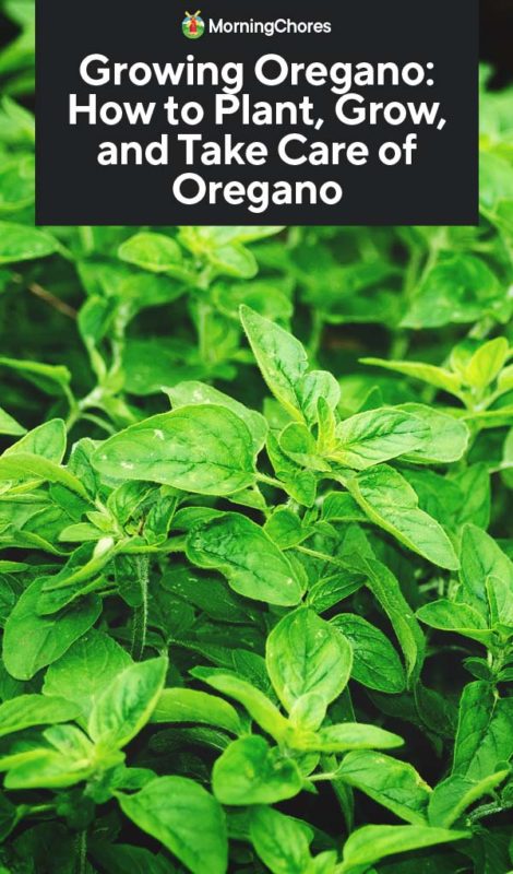 Growing Oregano How to Plant Grow and Take Care of Oregano PIN