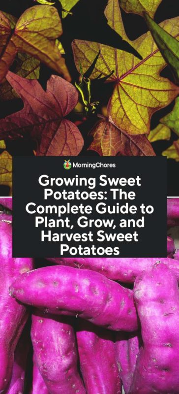 Growing Sweet Potatoes The Complete Guide to Plant Grow and Harvest Sweet Potatoes PIN