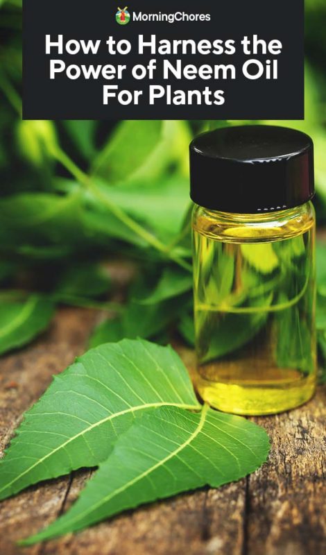 How to Harness the Power of Neem Oil For Plants PIN 1