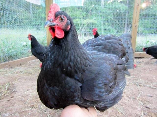 jersey giant chickens