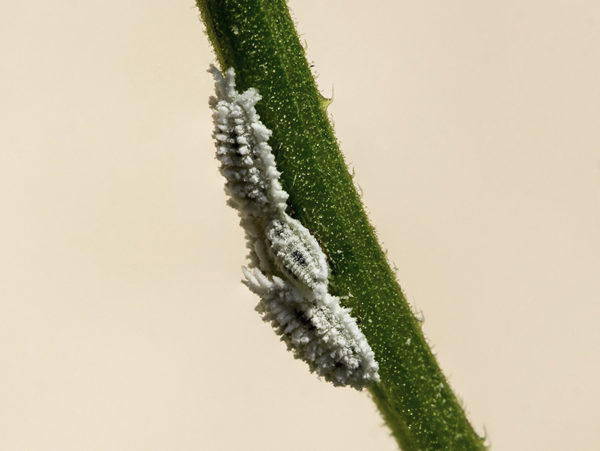 Mealybugs on a plant stem