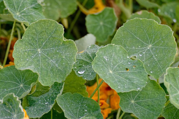 Growing Nasturtiums: The Complete Guide to Plant, Grow and Harvest  Nasturtiums