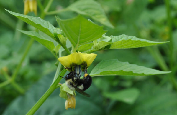 Tomatillo plant with a bee