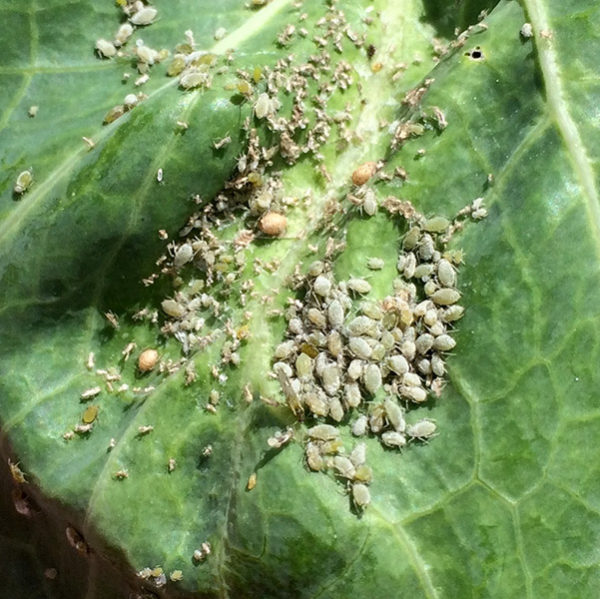 Aphids on a plant leaf