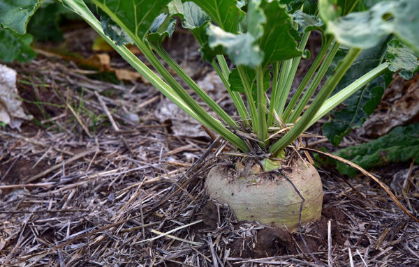 Growing turnips surrounded by mulch