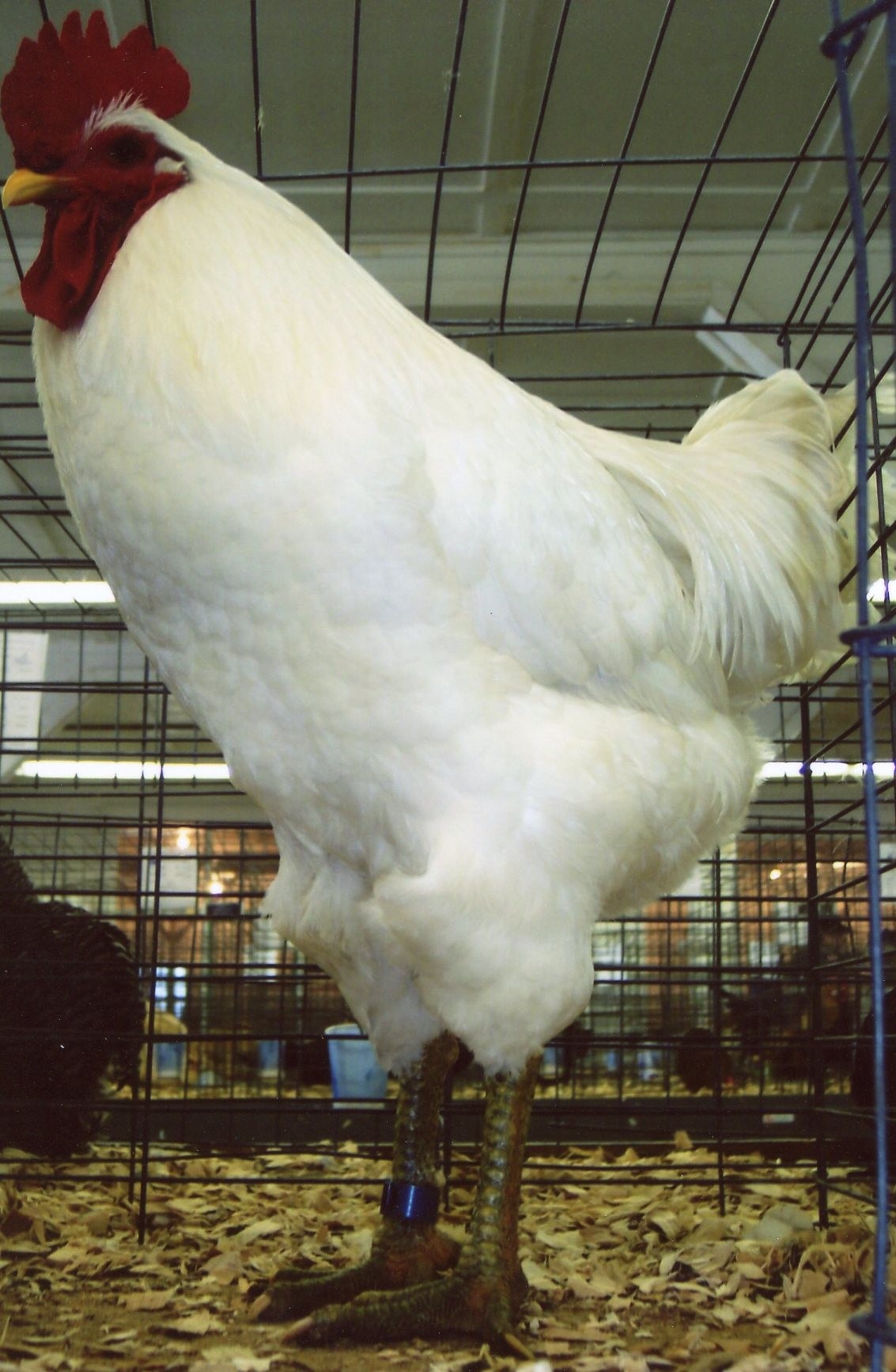 jersey giant chicken facts