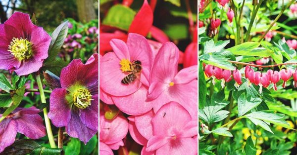 46 Deer Resistant Plants to Keep Your Garden Safe
