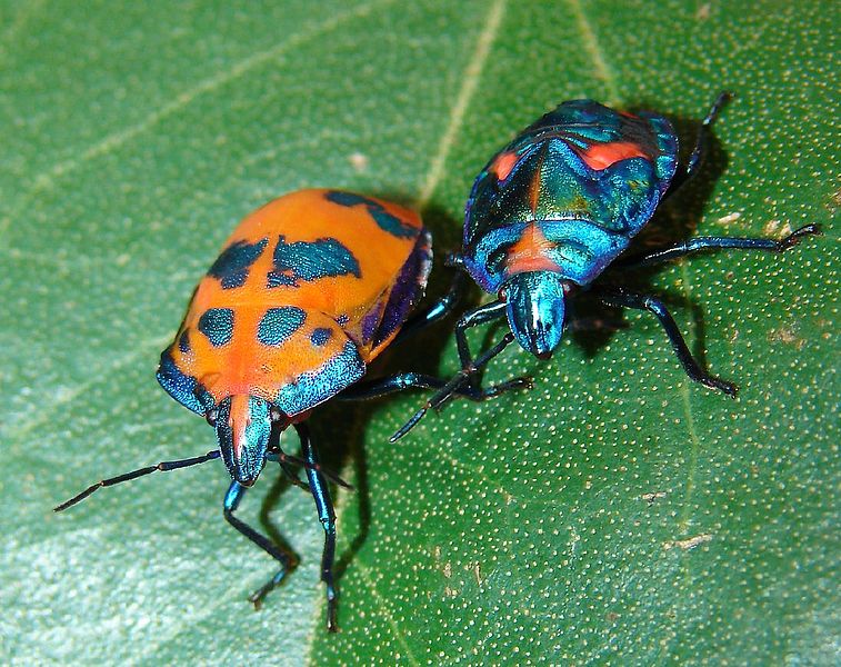 757px Cotton Harlequin Bugs