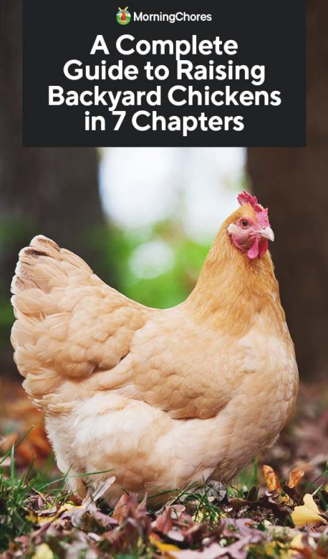 A Complete Guide To Raising Backyard Chickens In 7 Chapters