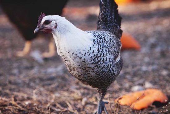 About Fayoumi Chickens: Backyard Egyptian Birds