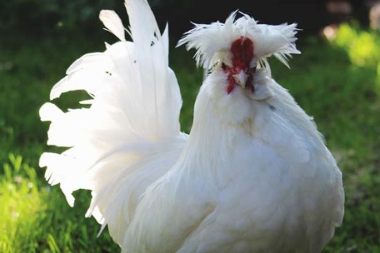About Sultan Chickens: Adorably Comical and Wacky Birds