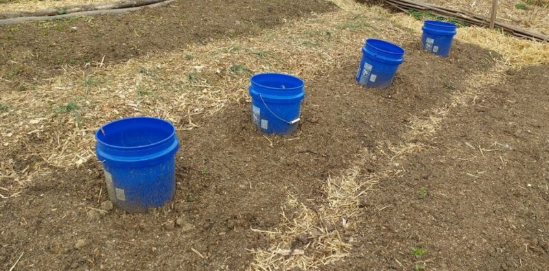 blue buckets to heat up soil for spring gardening