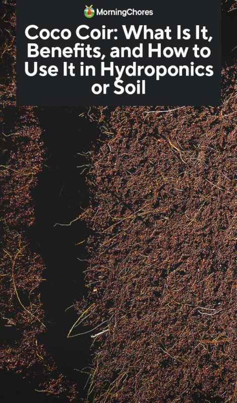 Coco Coir What Is It Benefits and How to Use It in Hydroponics or Soil PIN