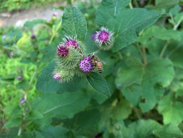 Growing Burdock: The Complete Guide to Plant, Grow and Harvest Burdock