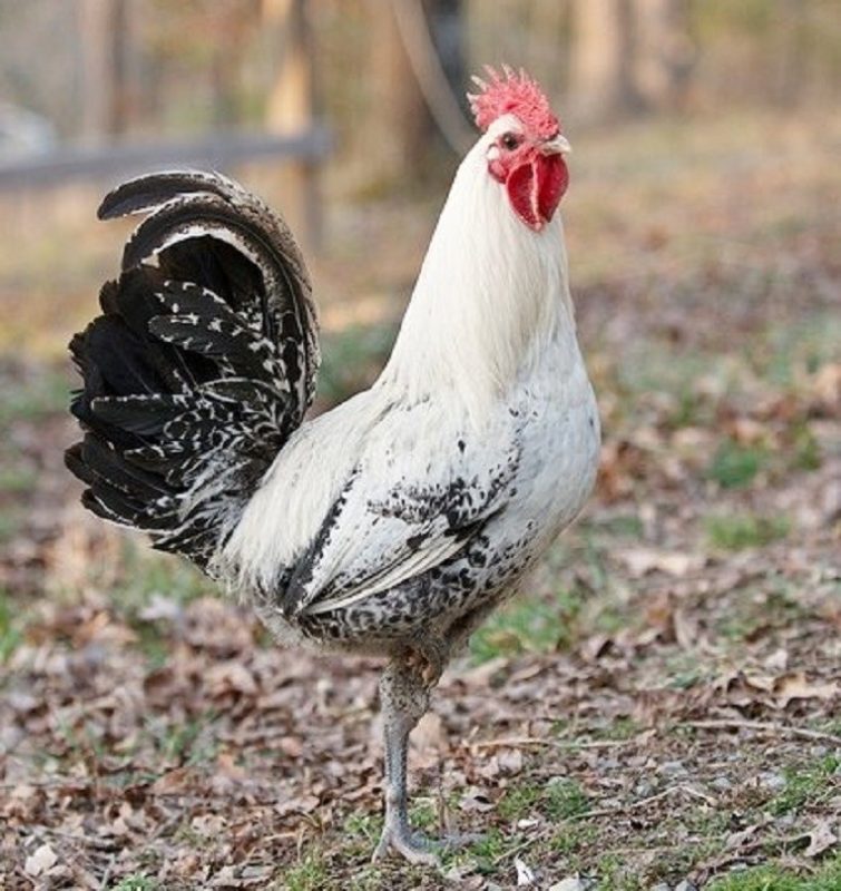 Egyptian Fayoumi Rooster