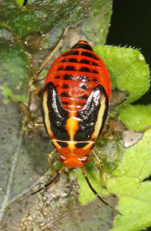 Four lined Plant Bug nymph Poecilocapsus lineatus Carderock Park Carderock Maryland