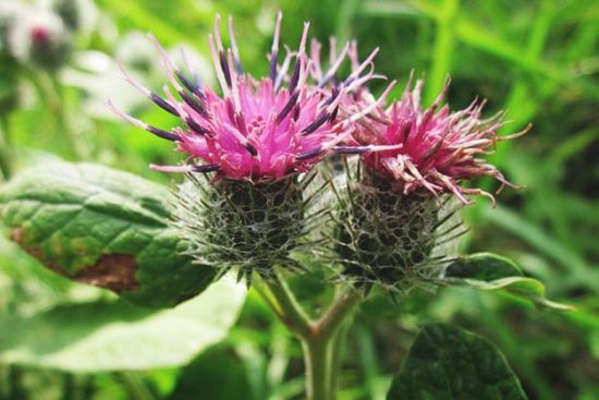 Growing Burdock: The Complete Guide to Plant, Grow and Harvest Burdock
